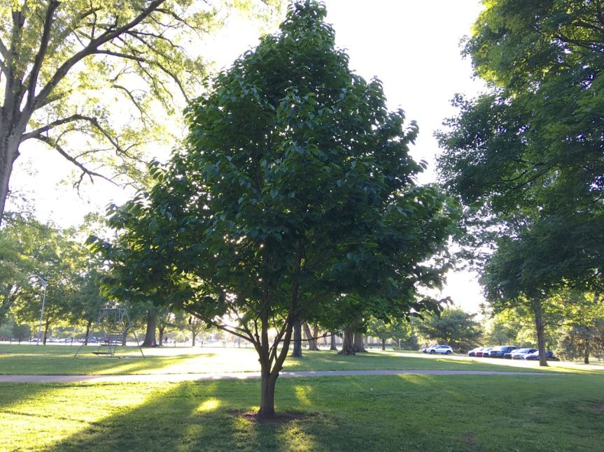 centennial pawpaw tree