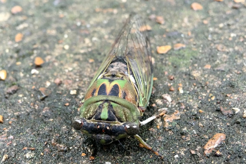 Cicada Drama