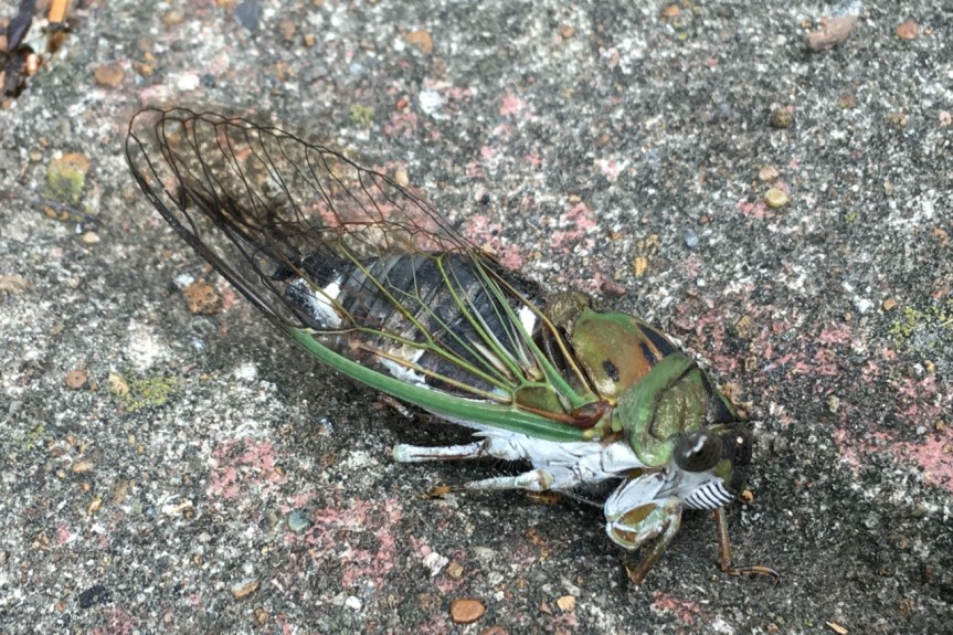 cicada paralyzed