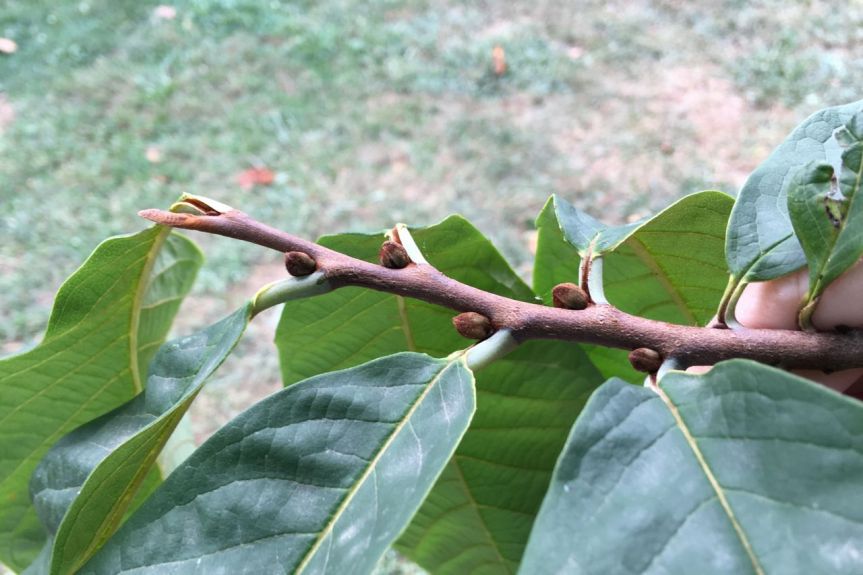 pawpaw buds parthenon