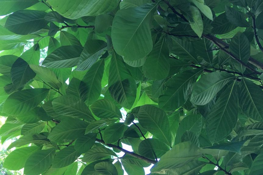 pawpaw underneath, centennial