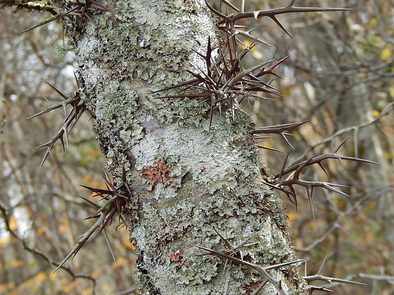 honeylocust
