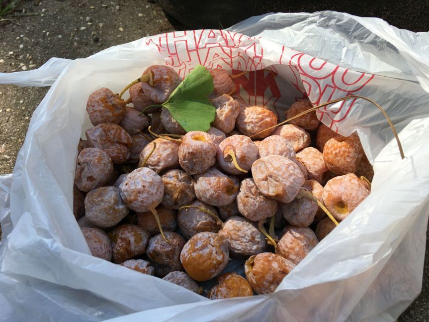 collected in a dog-poo bag