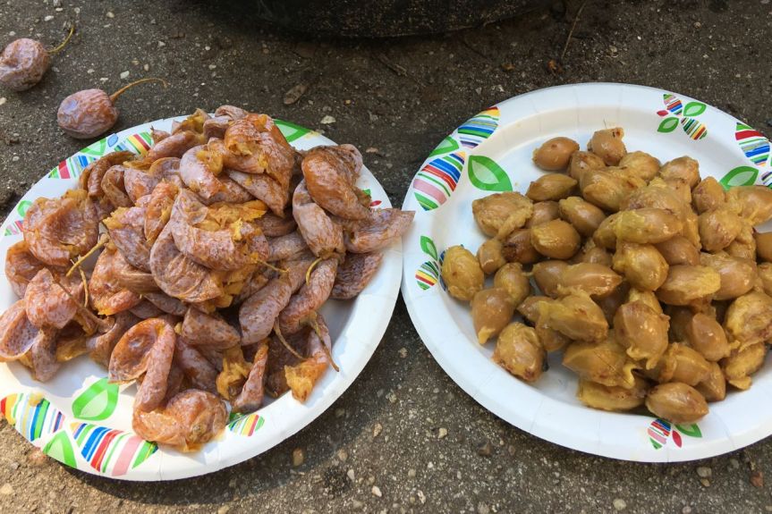 Empty skin and unwashed kernels. Note disposable plates.