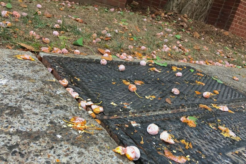 sidewalk-ginkgo-fruit