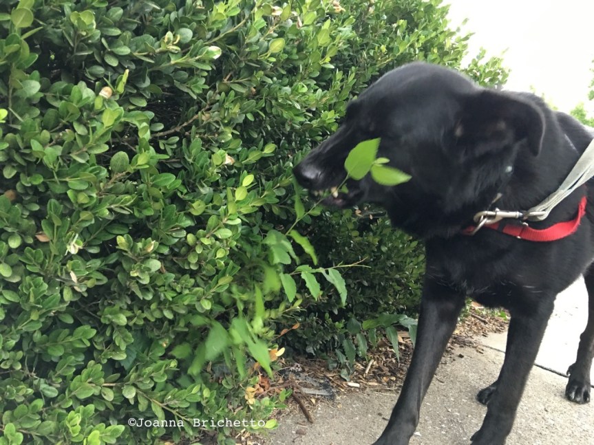 Beatrice snags a snack en route