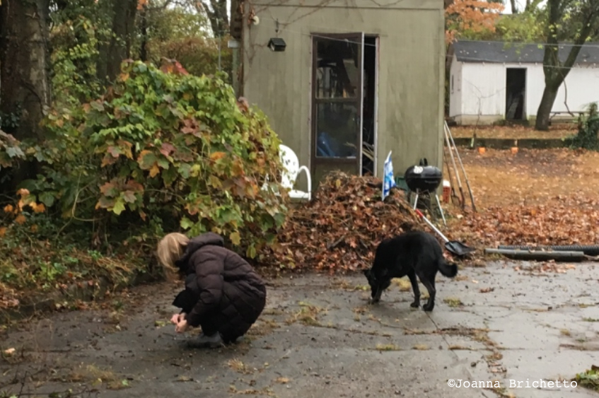 hackberry-foraging-with-the-dog