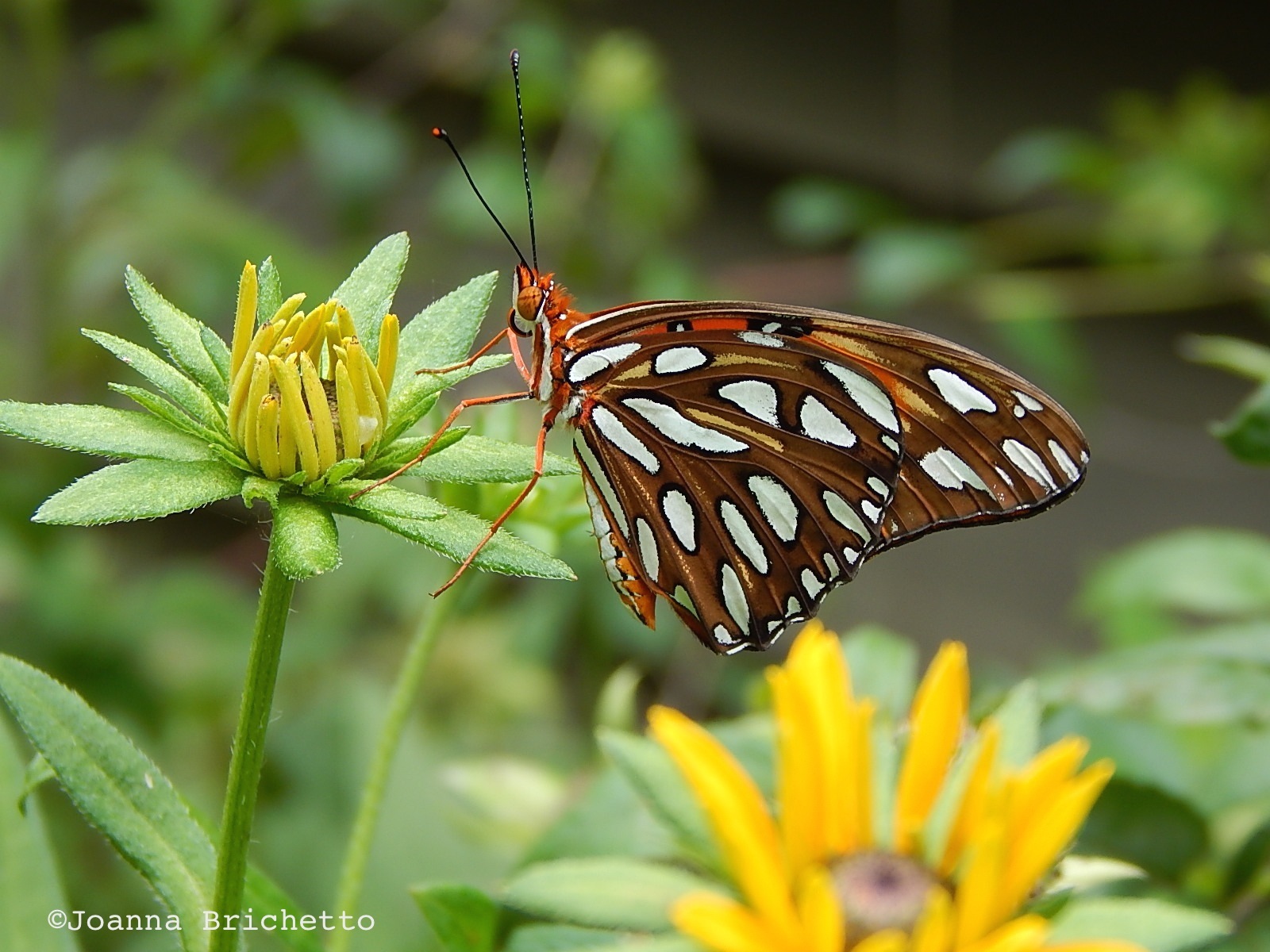 Gulf fritillary : Brichetto