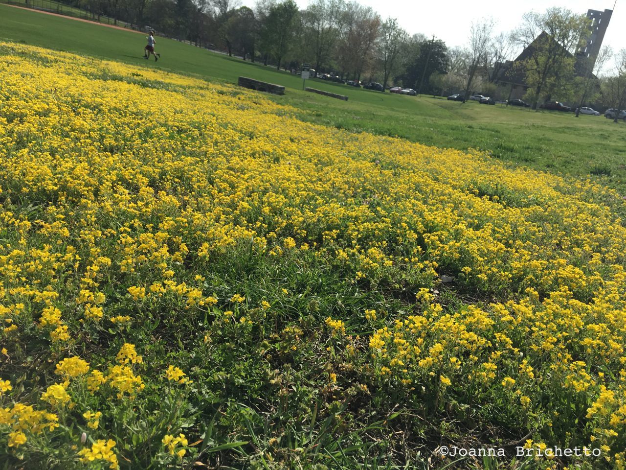 nashville mustard steeple