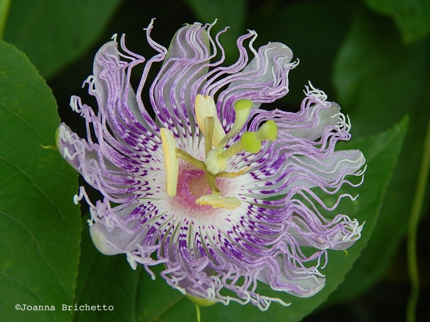 Passionflower _ Brichetto copy