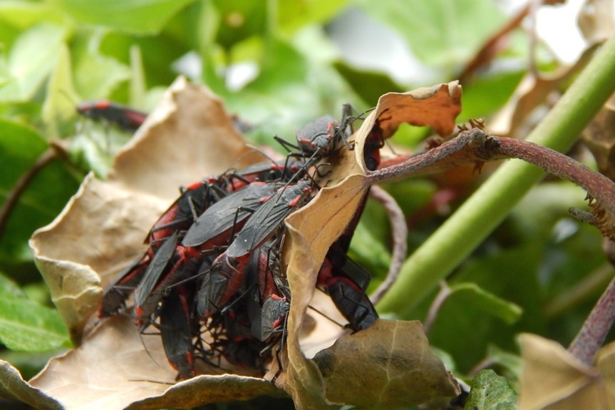 red shouldered bugs group