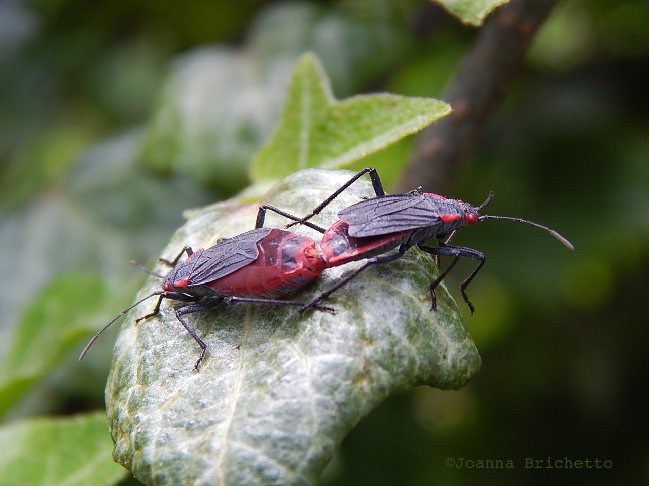 red shouldered bugs
