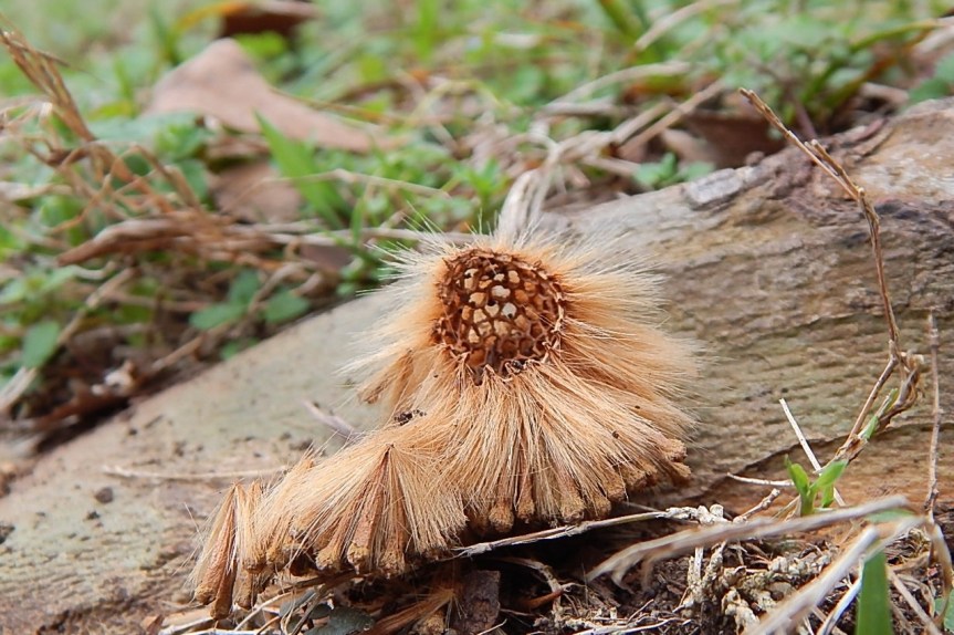 sycamore cells w light