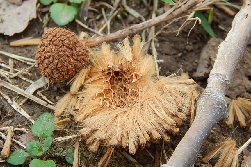 sycamore core and hollow