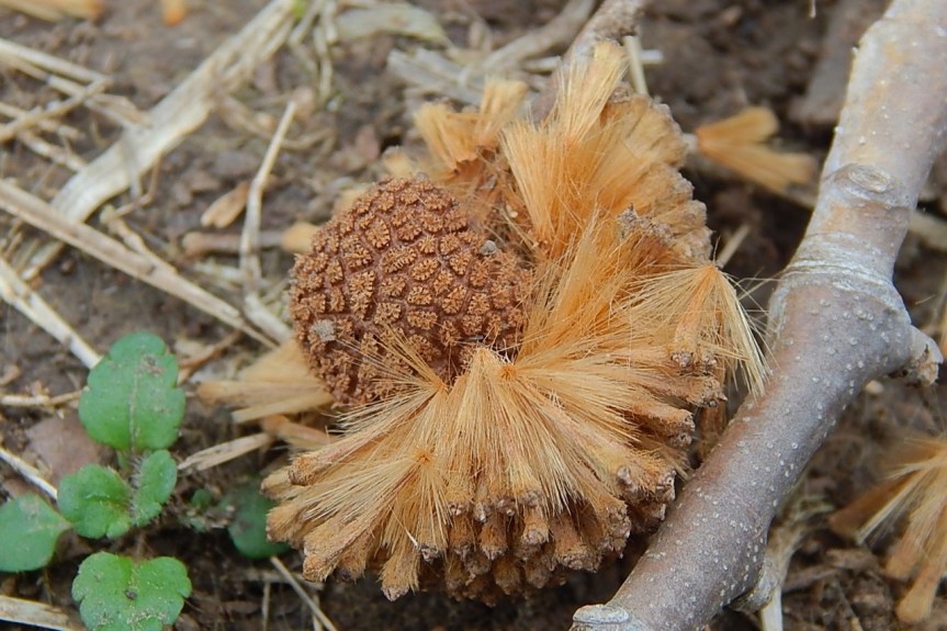 sycamore core half shed