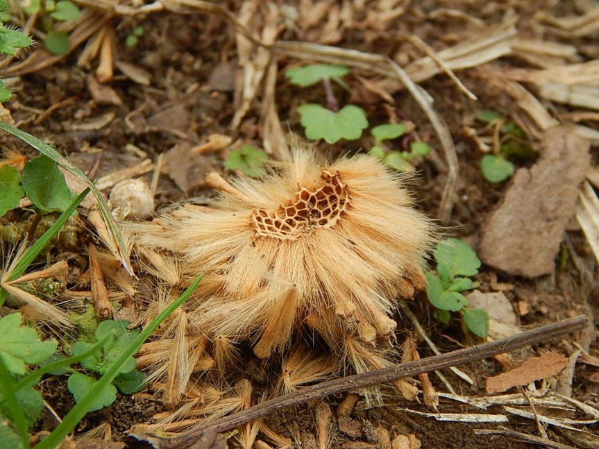 sycamore fluff and inner grid