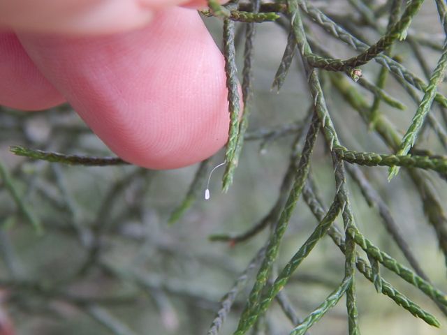 lacewing egg on cedar.jpg