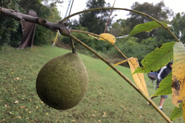 black walnut on twig
