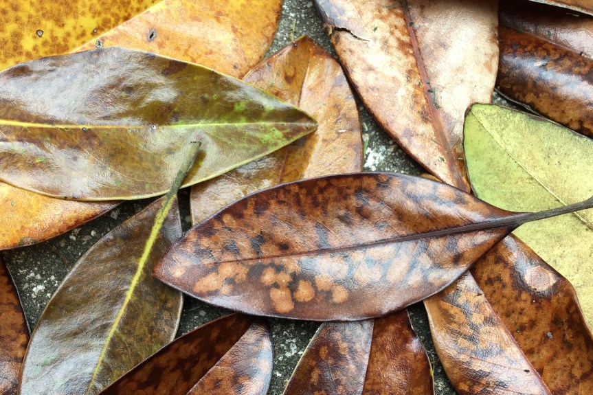 Magnolia grandiflora leaves