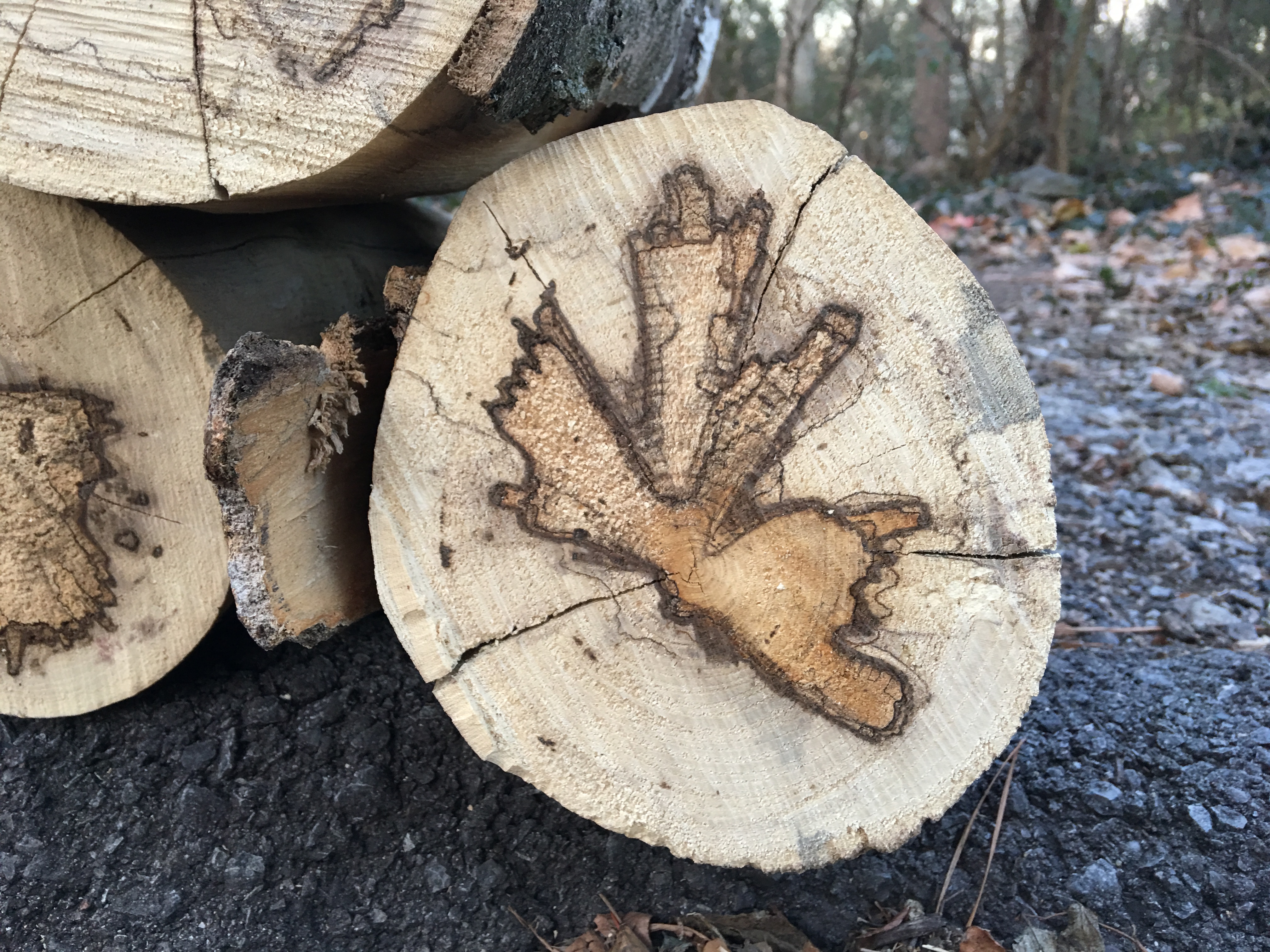 Sidewalk Nature: Hackberry logs – SIDEWALK NATURE