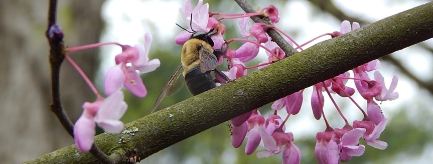 Redbud Carpenter bee