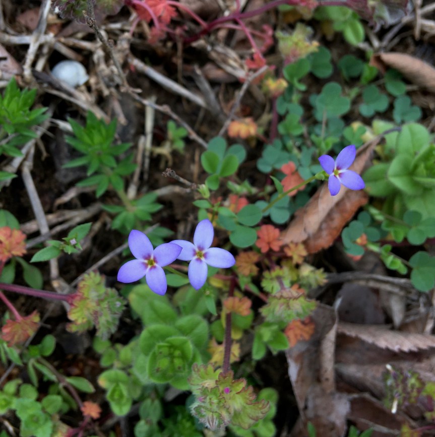 Warner Wildflowers, mid-March part&nbsp;2