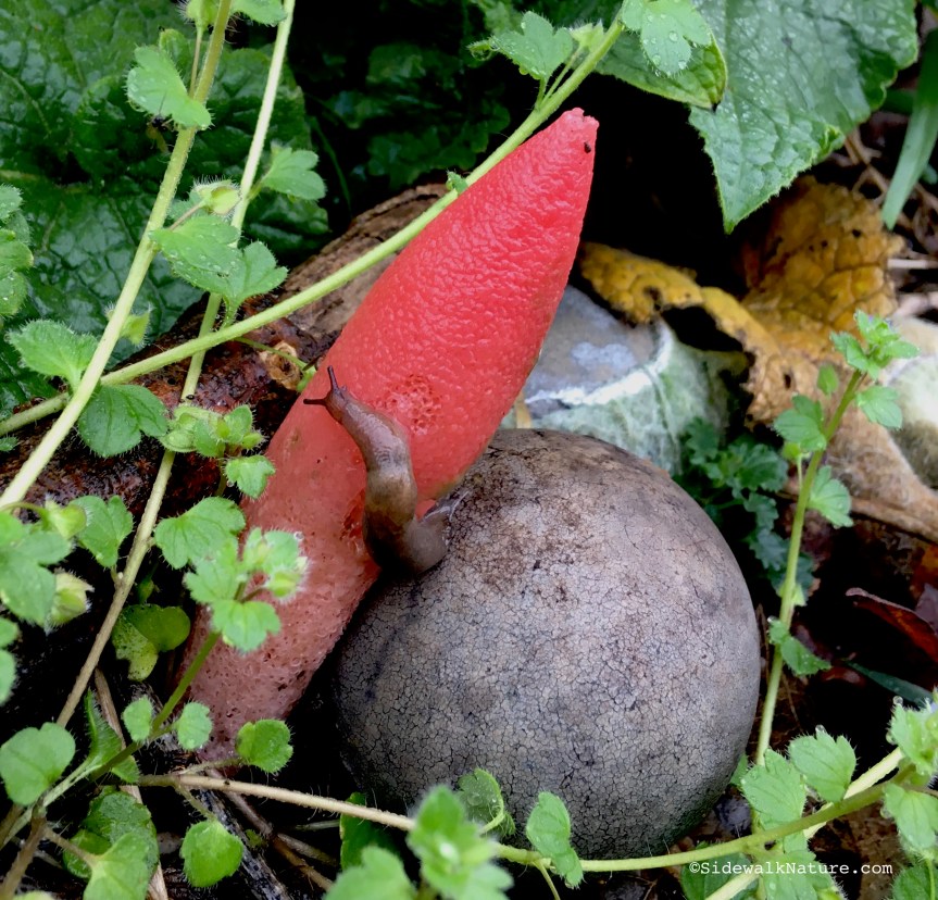 First Day of Spring&nbsp;Stinkhorn