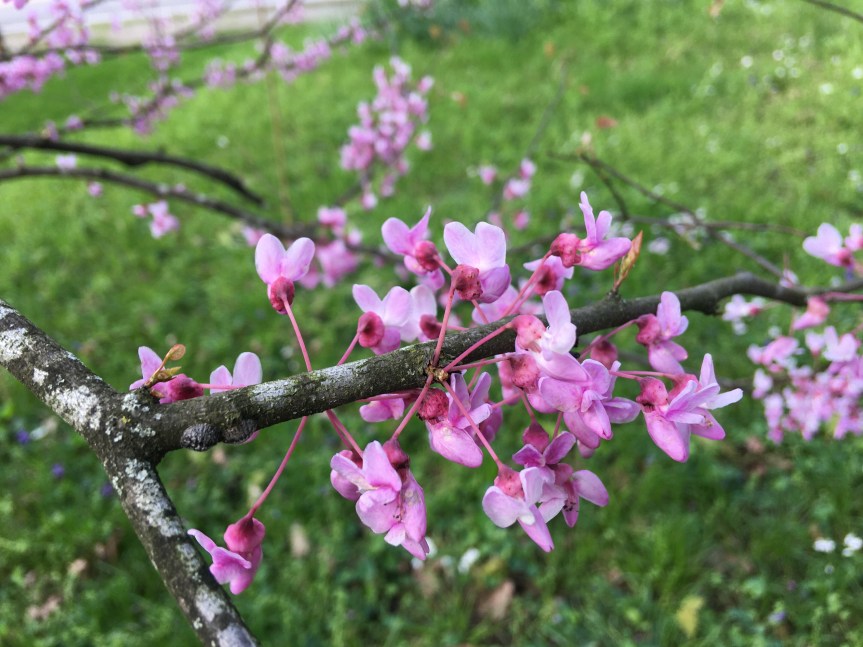 Native flowers in the yard&nbsp;today