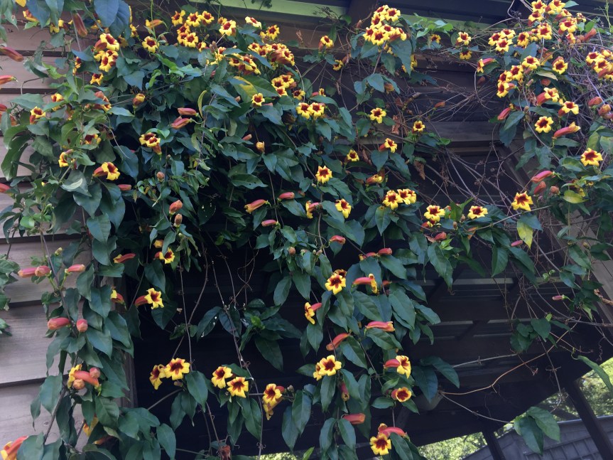 Accidental Crossvine