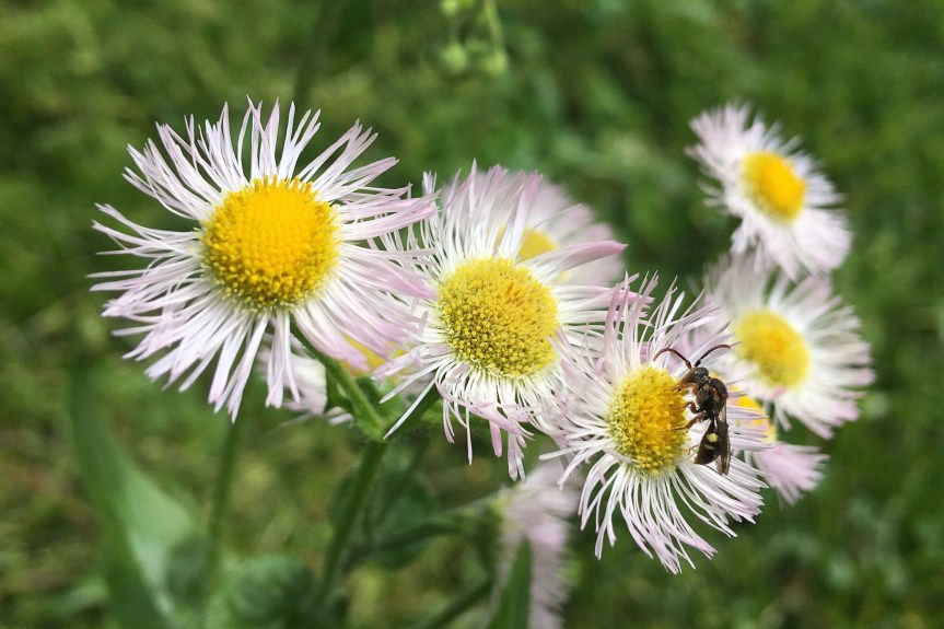 Fleabane focus