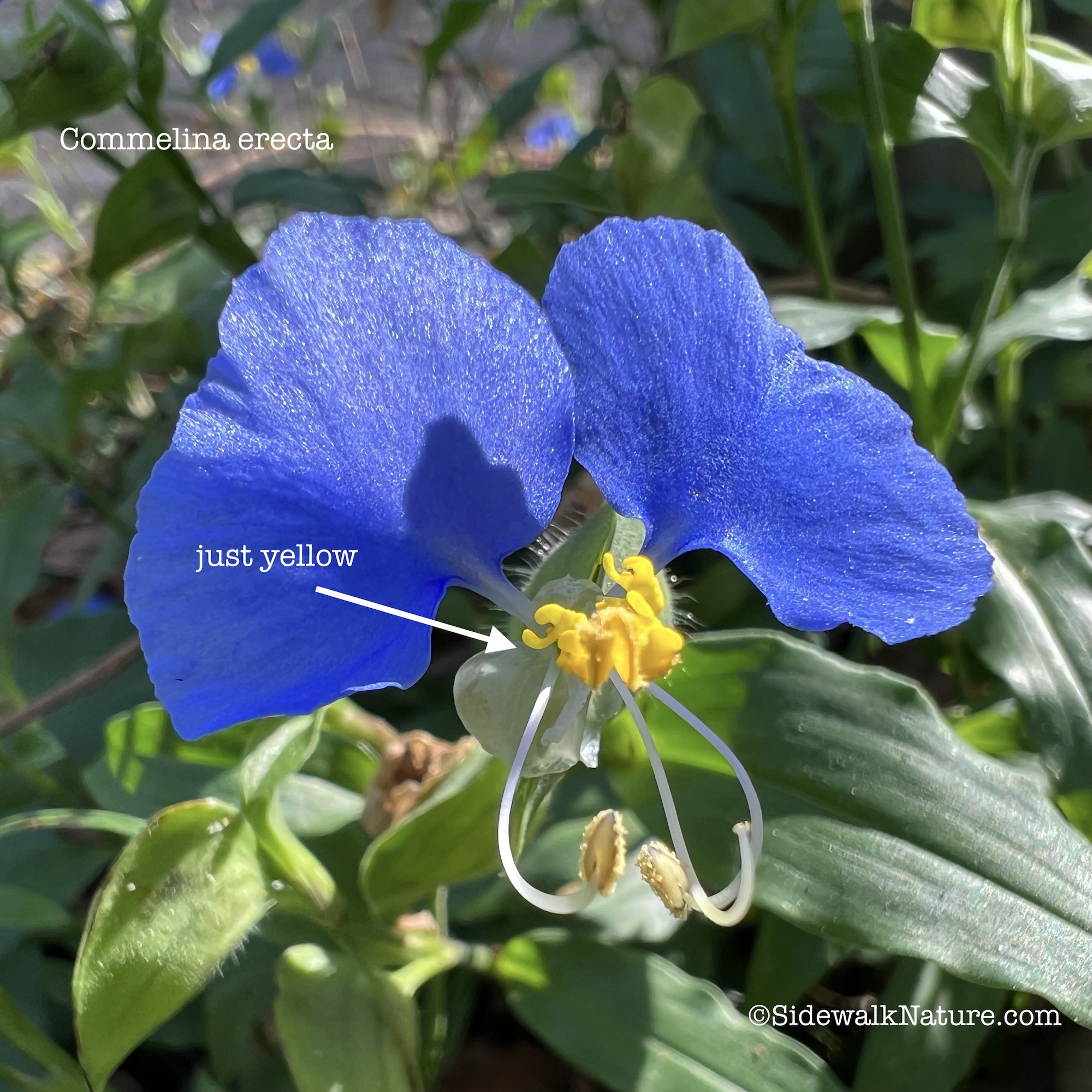 Driveway-Crack Flowers: true blue – SIDEWALK NATURE
