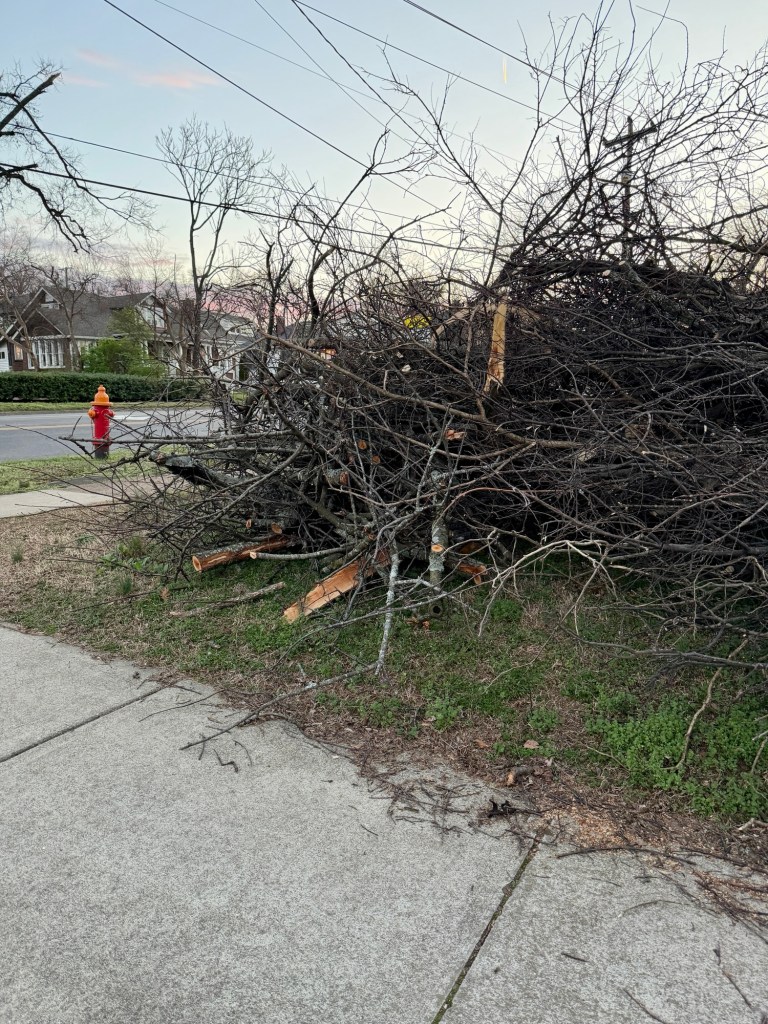brushpile at sidewalk